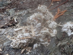 Pacifastacus leniusculus