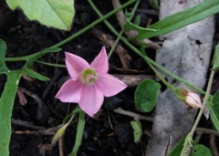 Convolvulus erubescens