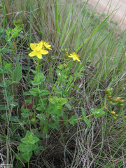 Hypericum aethiopicum