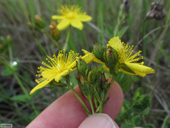 Hypericum aethiopicum