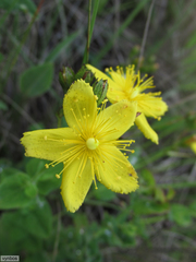 Hypericum aethiopicum