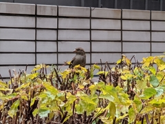 Passer domesticus
