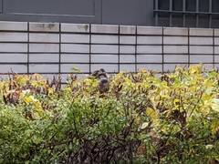 Passer domesticus
