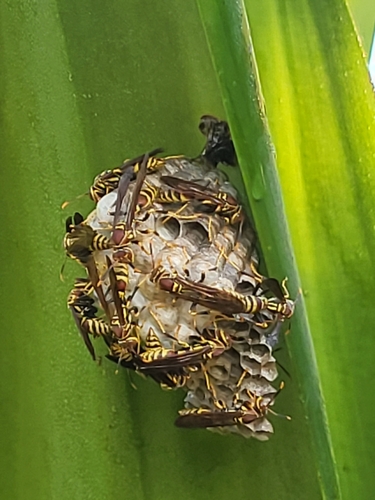 iNaturalist observation photo of Guinea Paper Wasp