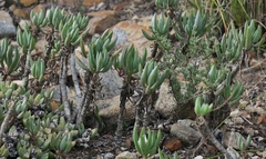 Curio crassulifolius