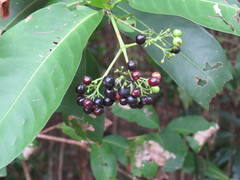 Ixora timorensis