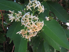 Ixora timorensis