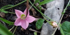 Convolvulus erubescens