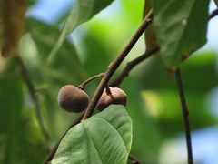 Grewia oxyphylla