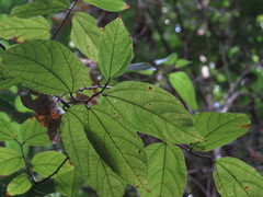 Grewia oxyphylla