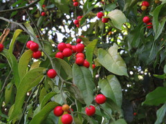 Cansjera leptostachya