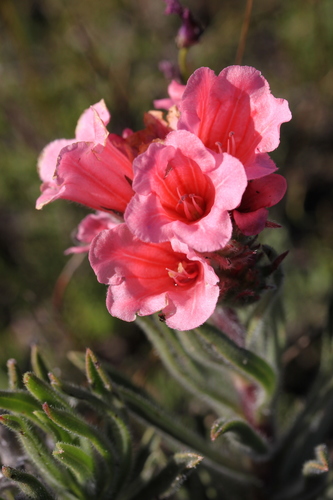 Image of Limestone Healthbush (Lobostemon lucidus) by (c) Paul Emms, some rights reserved (CC BY-SA)