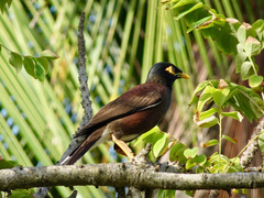 Acridotheres tristis