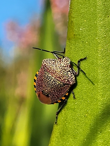 iNaturalist observation photo of Pellaea stictica