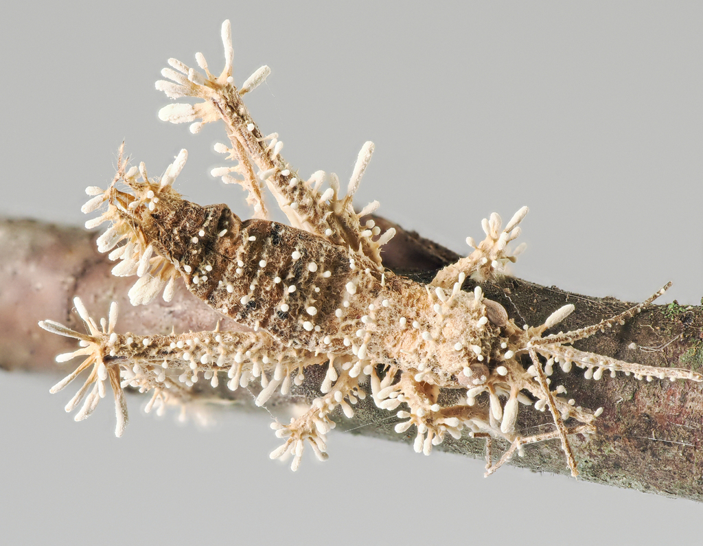 Akanthomyces clavata