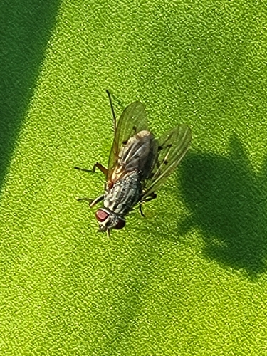 iNaturalist observation photo of Flies