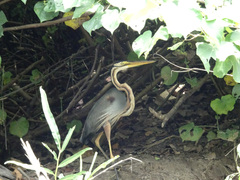 Ardea purpurea