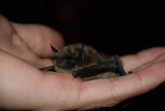 Myotis leibii