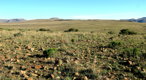 Aloe pratensis, photograph 4
