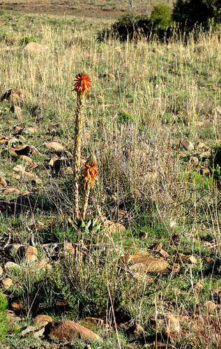 Aloe pratensis, photograph 3