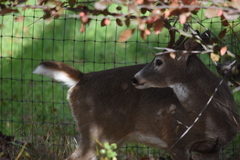 Odocoileus virginianus leucurus