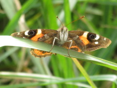 Vanessa gonerilla ida