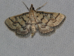 Metasia delotypa