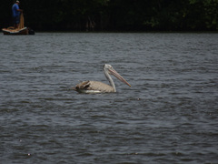Pelecanus philippensis