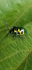 Chrysocoris dilaticollis