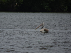 Pelecanus philippensis