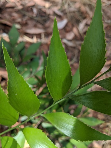 Bowenia spectabilis