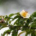 Stewartia - Photo (c) 空猫 T. N, some rights reserved (CC BY-NC), uploaded by 空猫 T. N