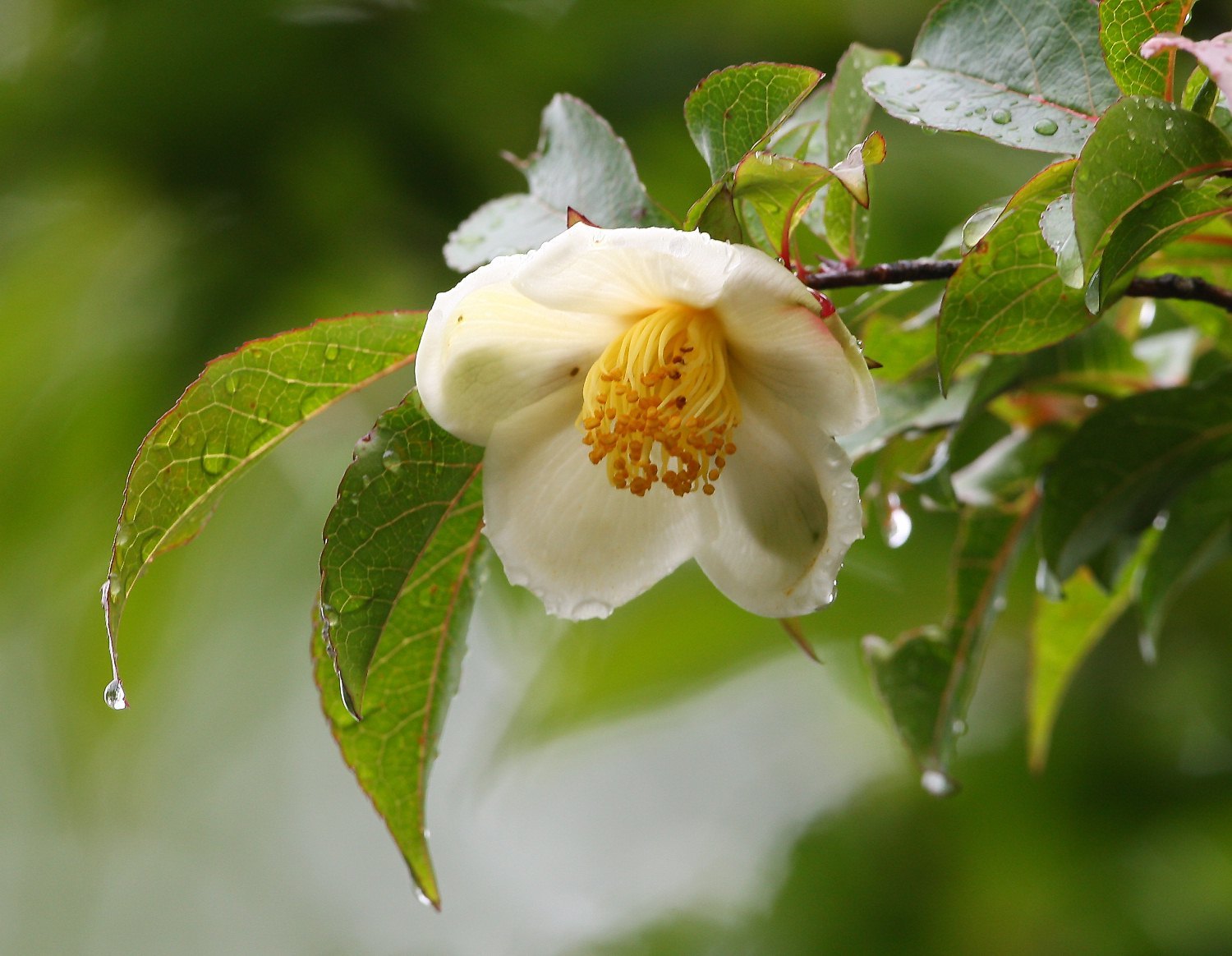 Stewartia