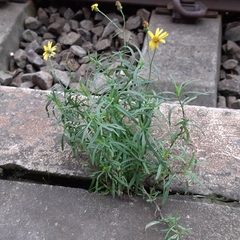Senecio inaequidens