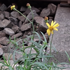 Senecio inaequidens