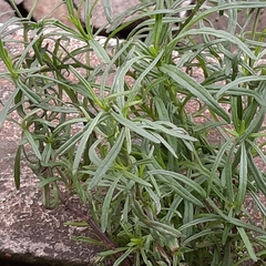 Senecio inaequidens