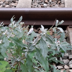 Buddleja davidii