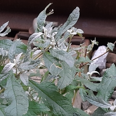 Buddleja davidii