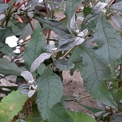 Buddleja davidii
