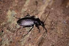 Carabus granulatus interstitialis