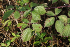 Rubus nemoralis