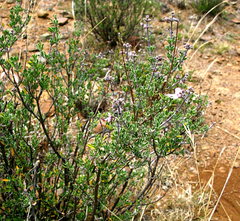 Ocimum burchellianum