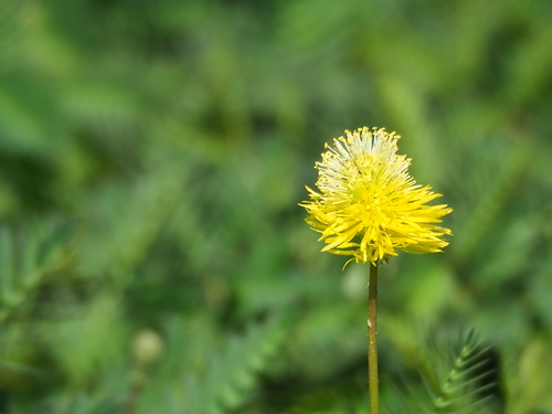 Sensitive Neptunia (Neptunia oleracea)