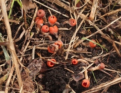 Microstoma protractum