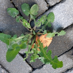 Sonchus oleraceus