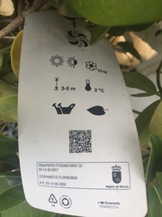 Stephanotis floribunda