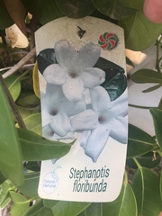 Stephanotis floribunda