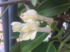 Stephanotis floribunda