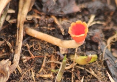 Microstoma protractum