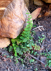 Cheilanthes multifida